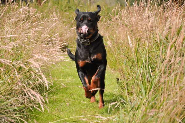 Gærup Hunde og kattepension - Smuk hund der løber