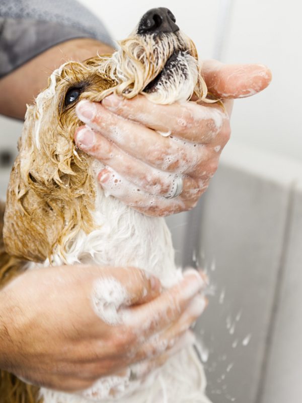 Gærup Hunde og kattepension - hund der er i bad og bliver vasket